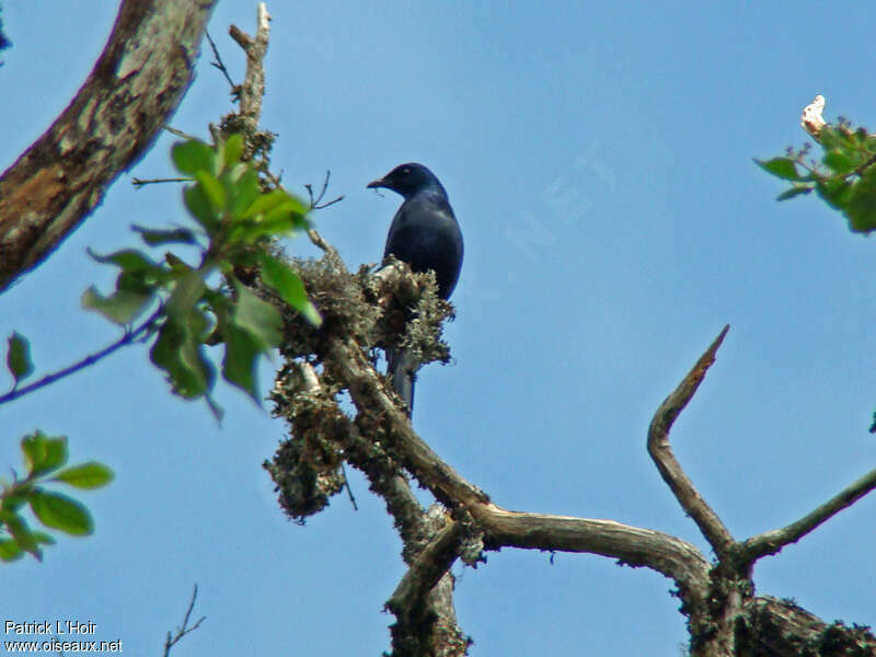 Kenrick's Starling male adult, habitat, pigmentation