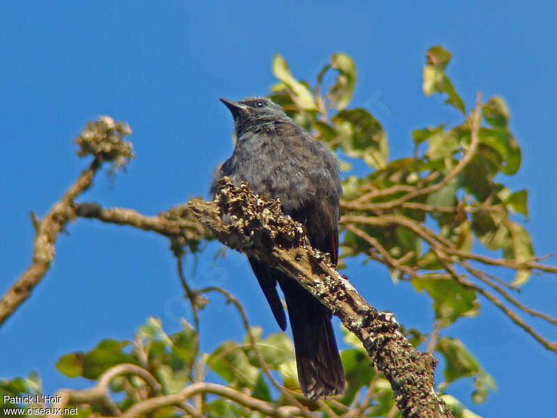 Waller's Starling female adult transition, habitat, pigmentation