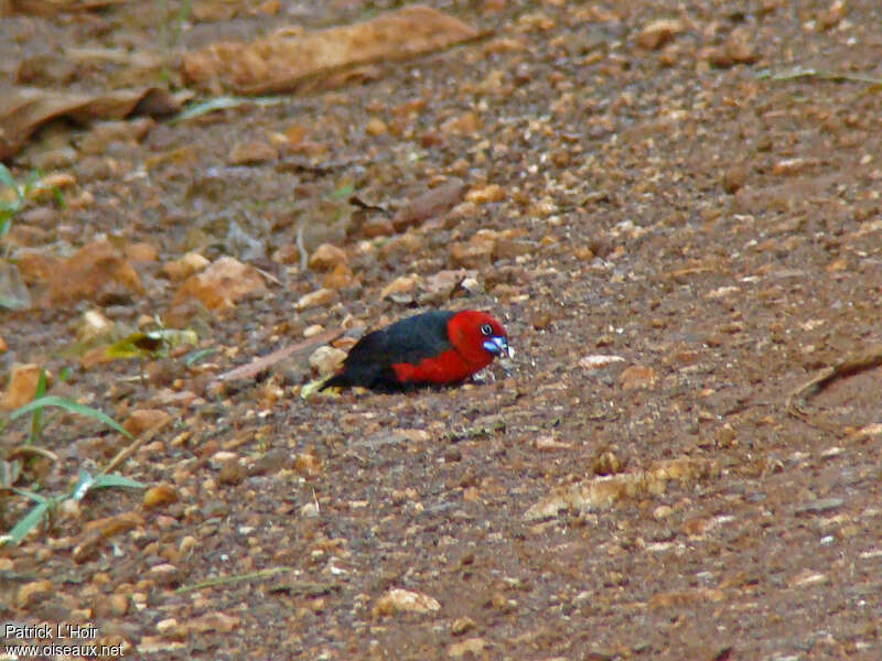 Red-headed Bluebill male adult, eats