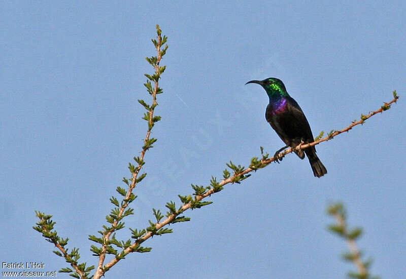 Violet-breasted Sunbird, identification