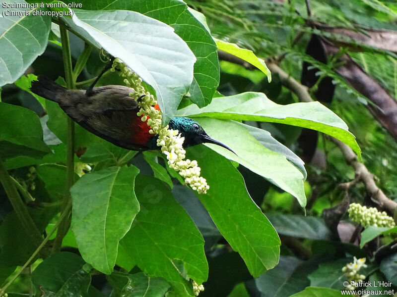 Olive-bellied Sunbird male adult, eats