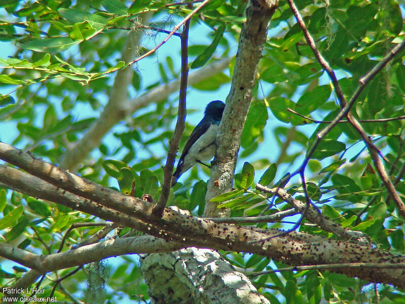 Amani Sunbird male adult, habitat