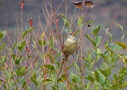 Cape Grassbird