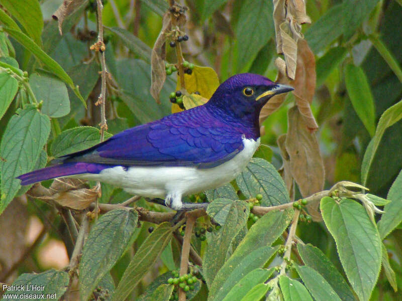 Violet-backed Starling male adult, pigmentation