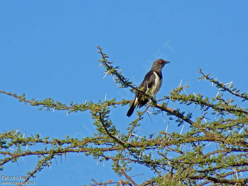 Magpie Starling female adult, habitat