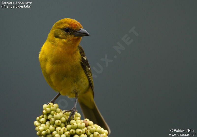 Flame-colored Tanager female adult