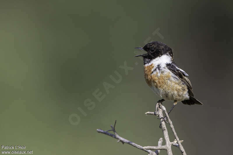 European Stonechat male adult breeding, song