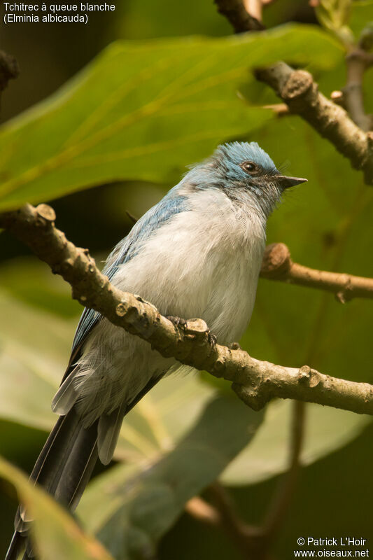 White-tailed Blue Flycatcheradult