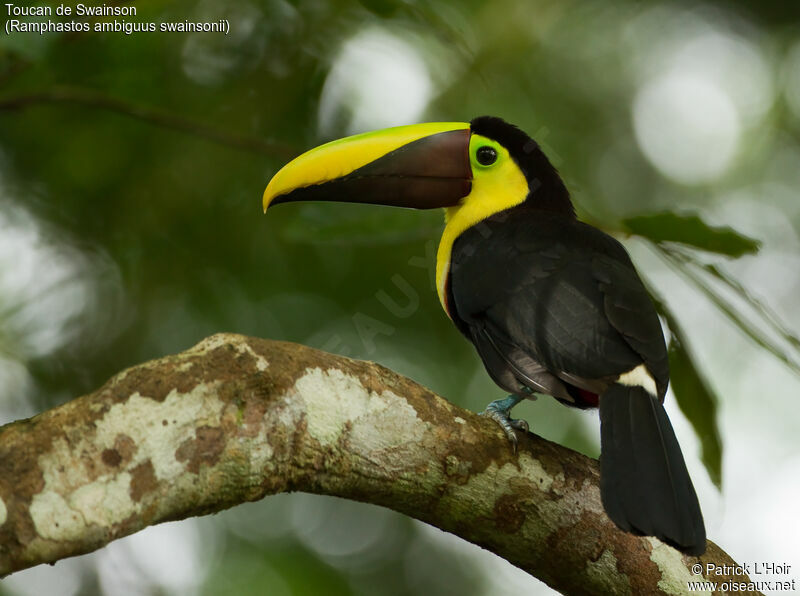 Yellow-throated Toucan (swainsonii)adult