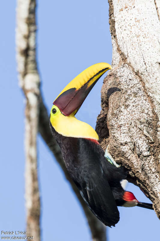 Yellow-throated Toucanadult, Reproduction-nesting