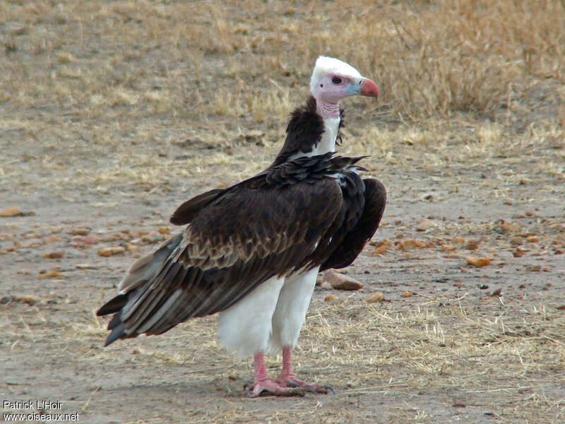 White-headed Vulture male adult, identification