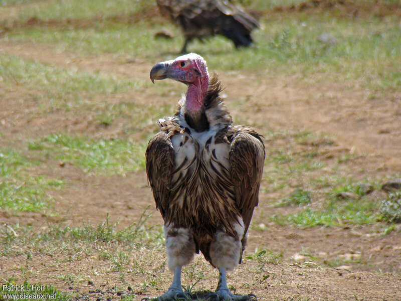 Lappet-faced Vultureadult, pigmentation