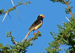 Straw-tailed Whydah